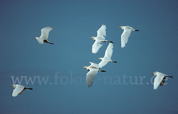 Kuhreiher (Bubulcus ibis)