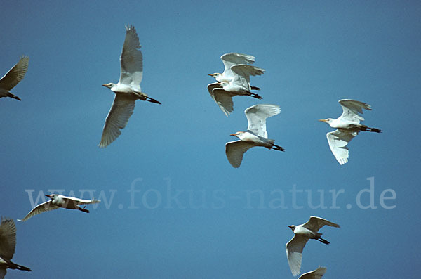 Kuhreiher (Bubulcus ibis)