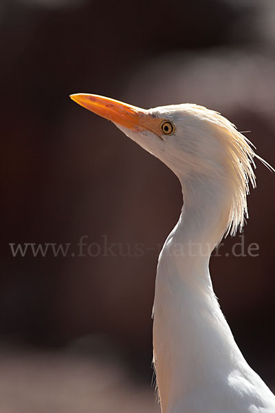 Kuhreiher (Bubulcus ibis)