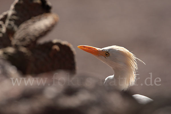 Kuhreiher (Bubulcus ibis)