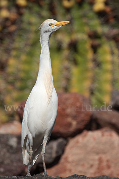 Kuhreiher (Bubulcus ibis)