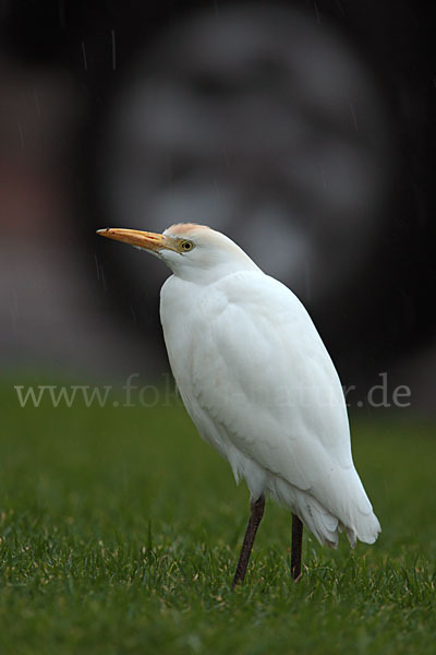 Kuhreiher (Bubulcus ibis)