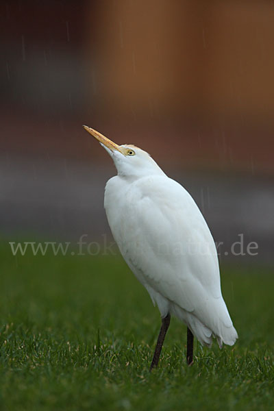 Kuhreiher (Bubulcus ibis)