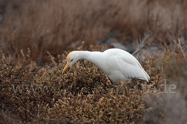 Kuhreiher (Bubulcus ibis)