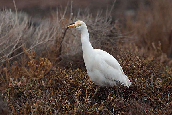 Kuhreiher (Bubulcus ibis)