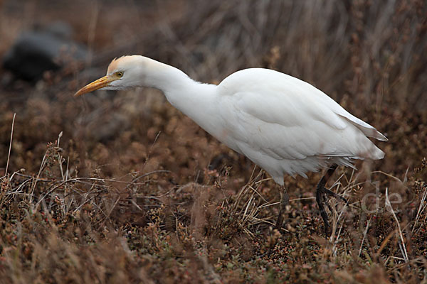 Kuhreiher (Bubulcus ibis)