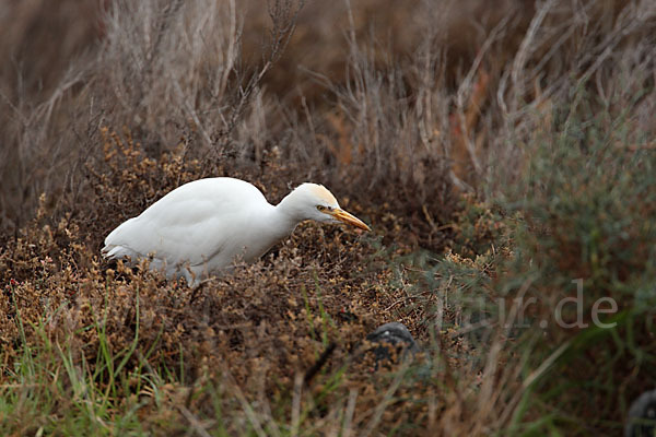 Kuhreiher (Bubulcus ibis)