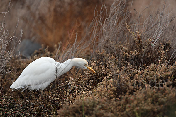 Kuhreiher (Bubulcus ibis)