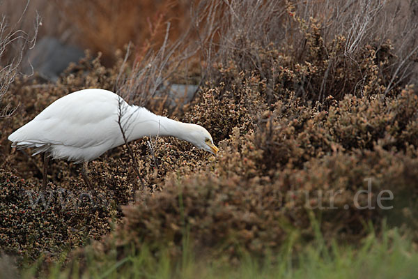 Kuhreiher (Bubulcus ibis)