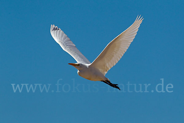 Kuhreiher (Bubulcus ibis)