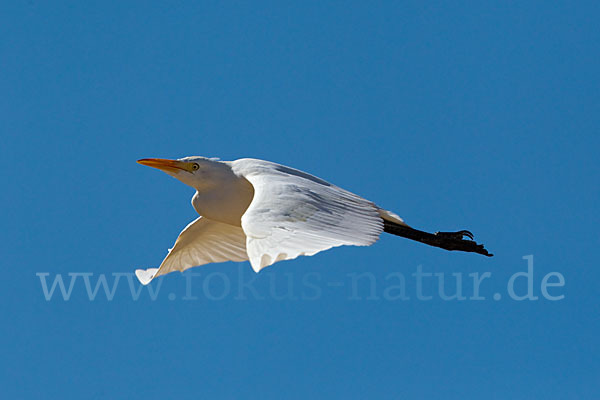 Kuhreiher (Bubulcus ibis)