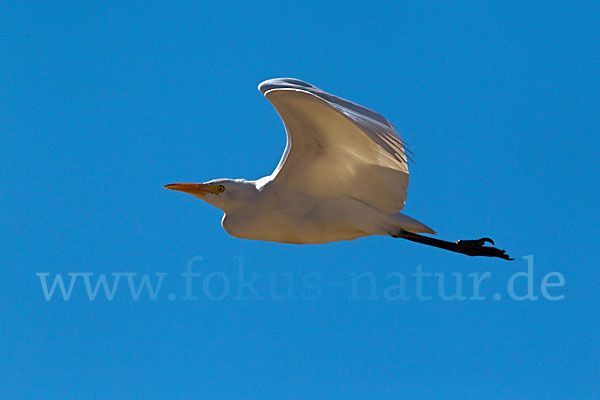 Kuhreiher (Bubulcus ibis)