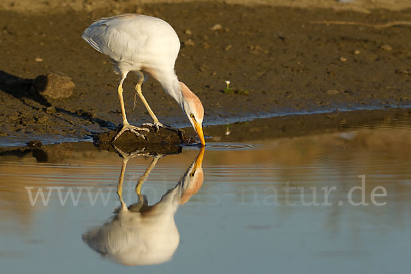 Kuhreiher (Bubulcus ibis)