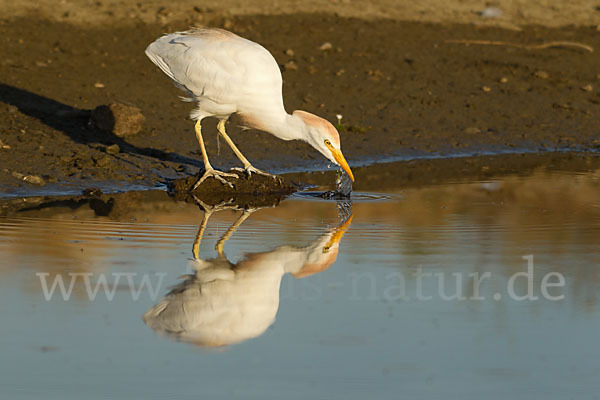 Kuhreiher (Bubulcus ibis)