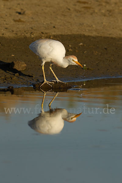 Kuhreiher (Bubulcus ibis)