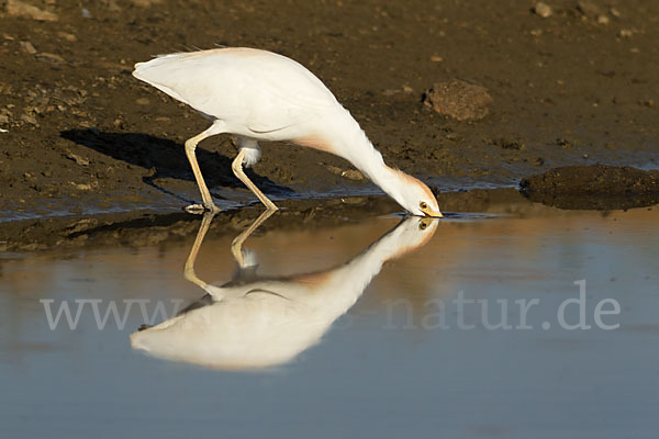 Kuhreiher (Bubulcus ibis)