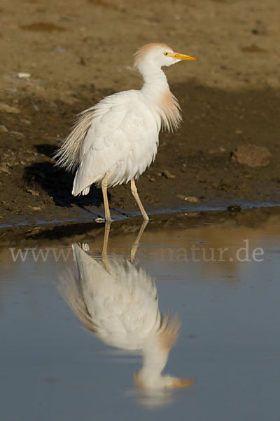 Kuhreiher (Bubulcus ibis)