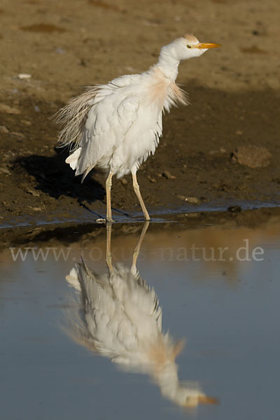 Kuhreiher (Bubulcus ibis)