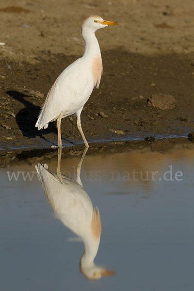 Kuhreiher (Bubulcus ibis)