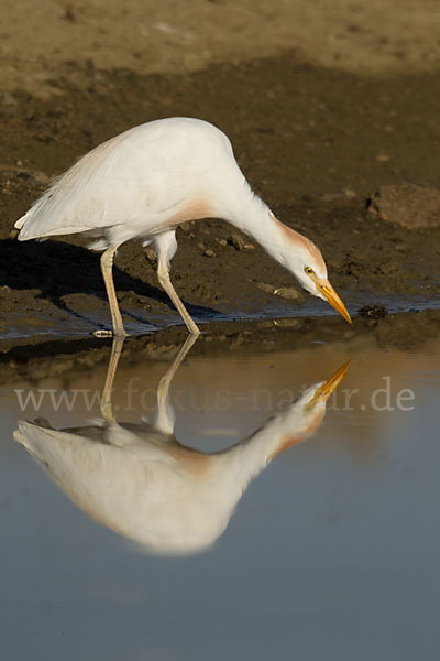 Kuhreiher (Bubulcus ibis)