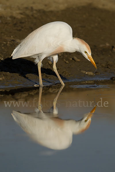 Kuhreiher (Bubulcus ibis)