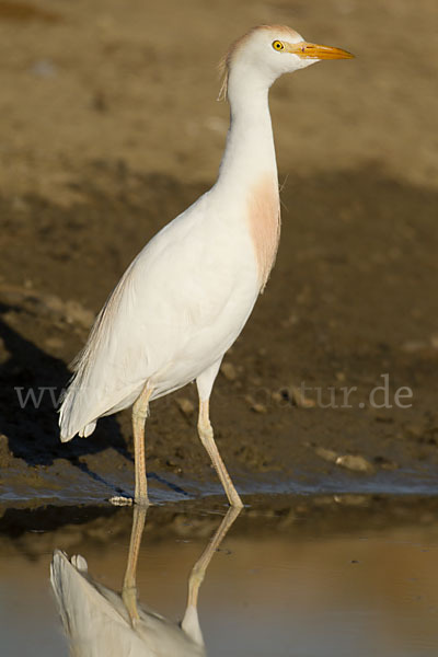Kuhreiher (Bubulcus ibis)