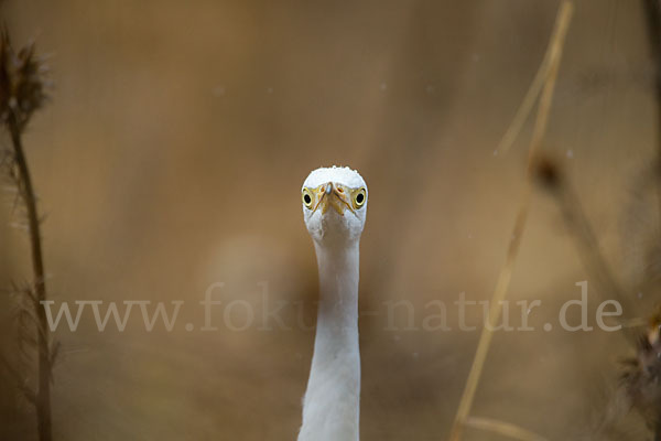 Kuhreiher (Bubulcus ibis)