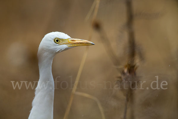 Kuhreiher (Bubulcus ibis)