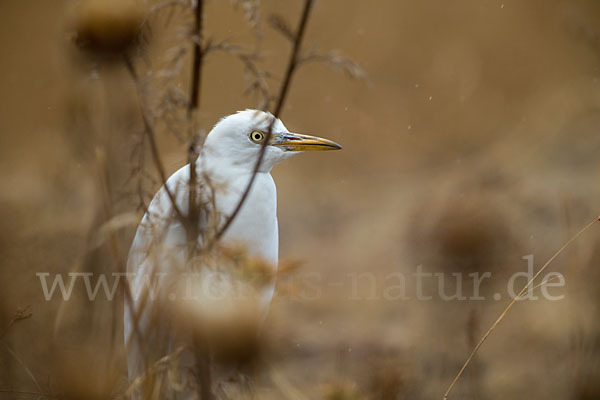 Kuhreiher (Bubulcus ibis)