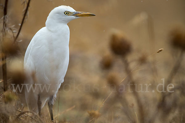 Kuhreiher (Bubulcus ibis)