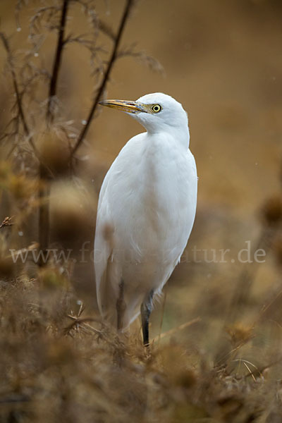 Kuhreiher (Bubulcus ibis)