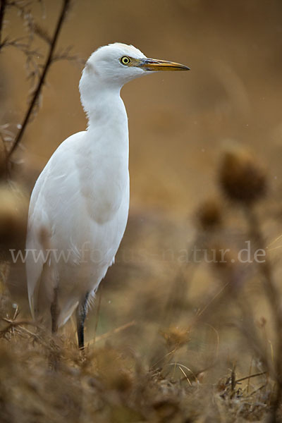 Kuhreiher (Bubulcus ibis)