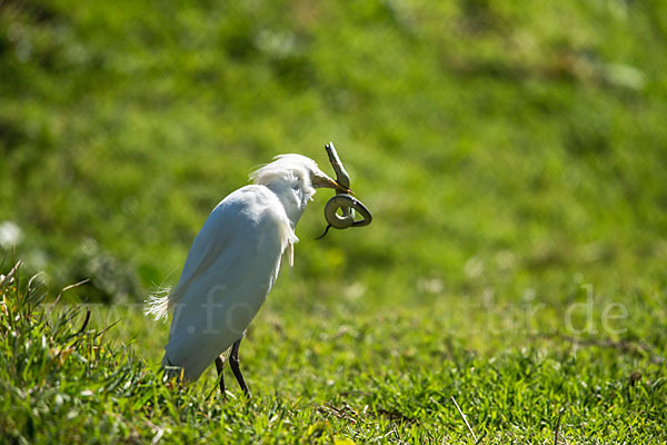 Kuhreiher (Bubulcus ibis)