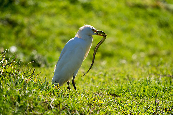 Kuhreiher (Bubulcus ibis)