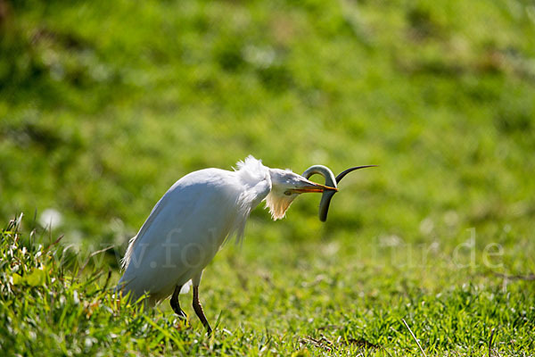 Kuhreiher (Bubulcus ibis)