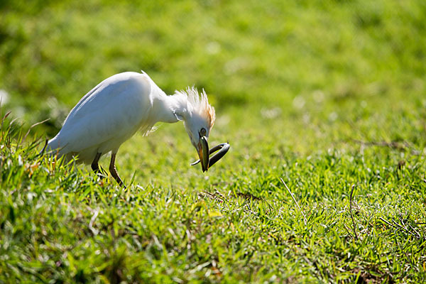 Kuhreiher (Bubulcus ibis)