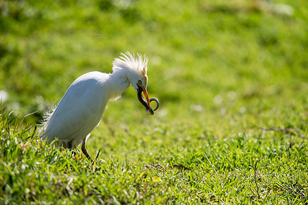 Kuhreiher (Bubulcus ibis)