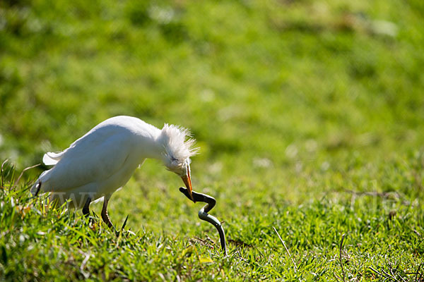 Kuhreiher (Bubulcus ibis)