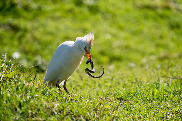 Kuhreiher (Bubulcus ibis)