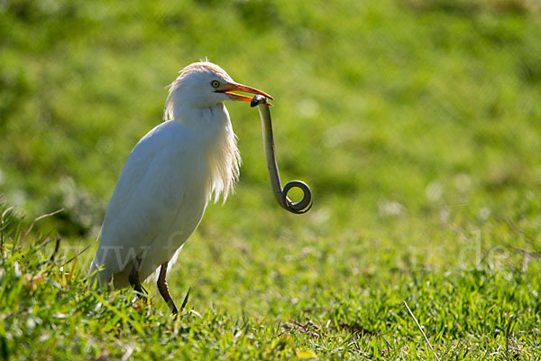 Kuhreiher (Bubulcus ibis)