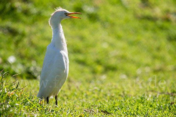 Kuhreiher (Bubulcus ibis)