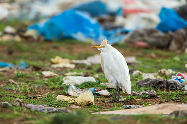 Kuhreiher (Bubulcus ibis)