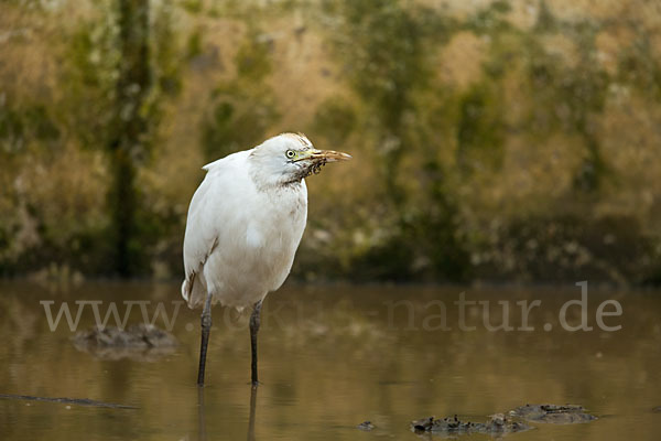 Kuhreiher (Bubulcus ibis)