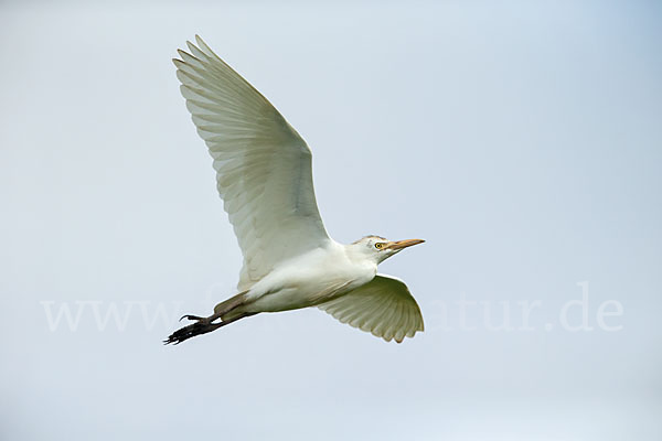 Kuhreiher (Bubulcus ibis)