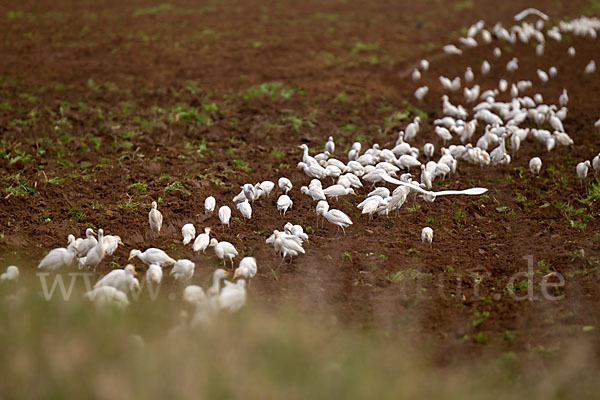 Kuhreiher (Bubulcus ibis)