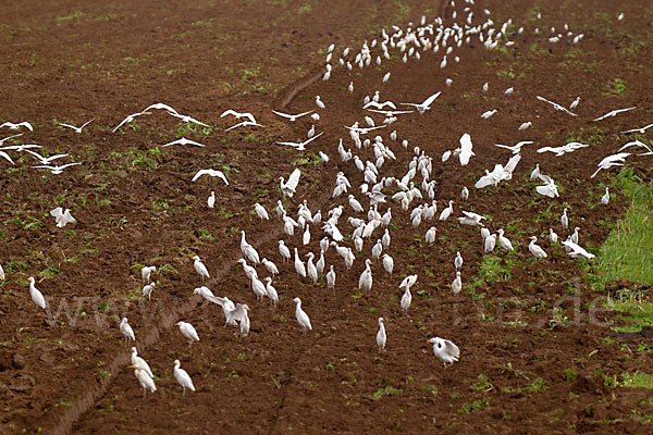 Kuhreiher (Bubulcus ibis)