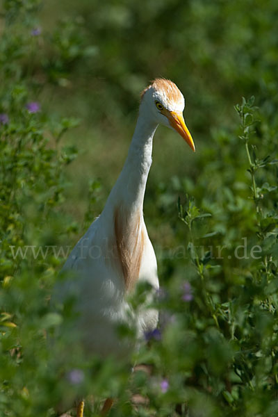 Kuhreiher (Bubulcus ibis)