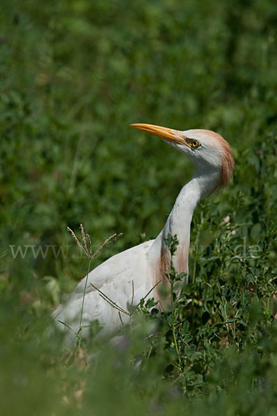 Kuhreiher (Bubulcus ibis)