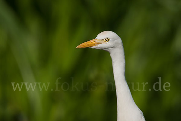 Kuhreiher (Bubulcus ibis)