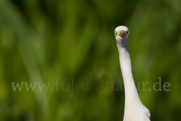 Kuhreiher (Bubulcus ibis)